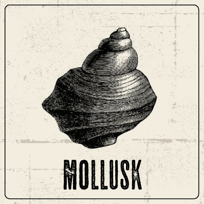 Beast Feast | mollusk | CUCINA enoteca Newport Beach