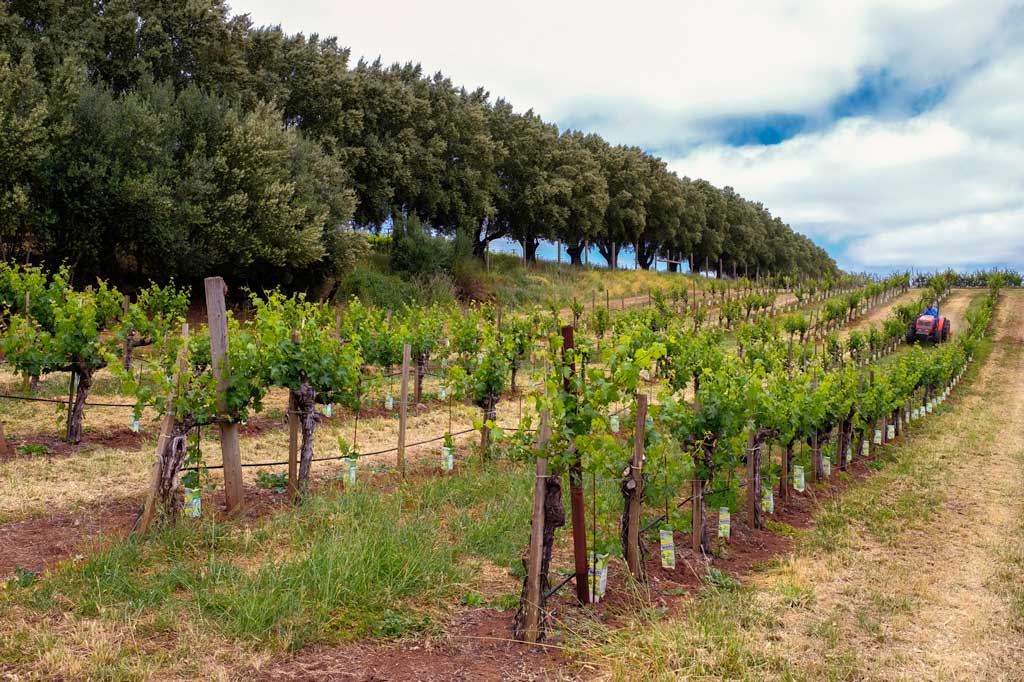 Dunn Vineyards