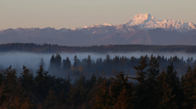 ARTIFACT at Night: PACIFIC NORTHWEST