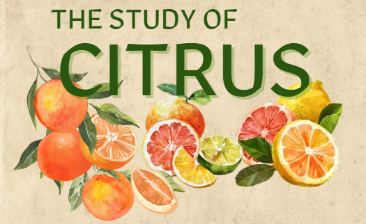 The Study of Citrus Dinner at The Kitchen